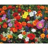 Deer-Resistant Flower Mat, , large