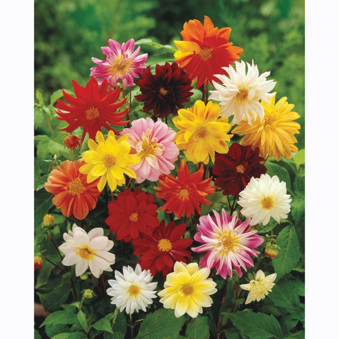 Dwarf Dahlia Flower Mat, , large