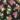 Short-Sleeve Collared Dress, Black Floral, swatch